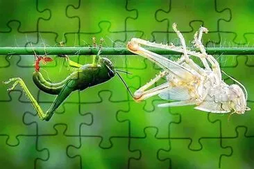 natural jigsaw puzzle