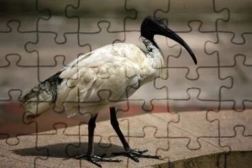 Ibis bianco australiano jigsaw puzzle