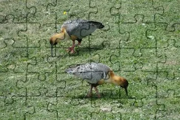 Ibis faccianera jigsaw puzzle