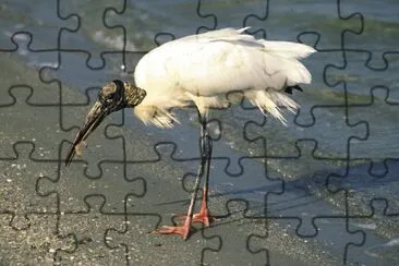 Tantalo americano jigsaw puzzle