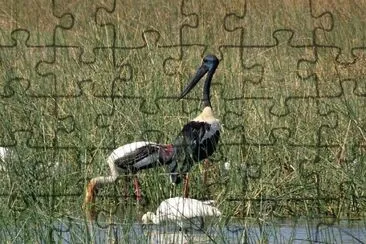 פאזל של Cigogna collonero