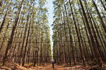 natural jigsaw puzzle
