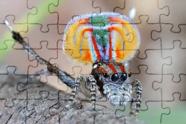 natural jigsaw puzzle