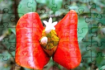 flores