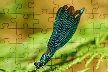 colorful dragonlady jigsaw puzzle