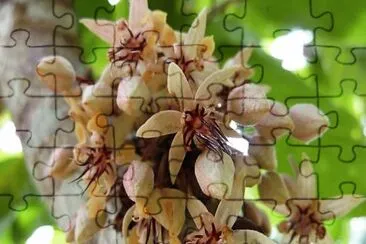 פאזל של flores