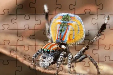 natural jigsaw puzzle