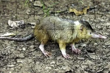 Almiqui jigsaw puzzle