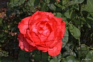 rose jigsaw puzzle