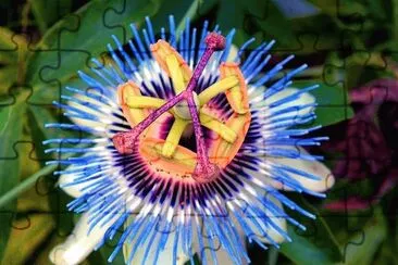 flores