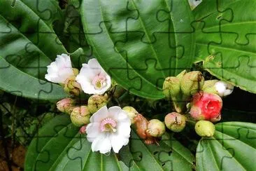 flores jigsaw puzzle
