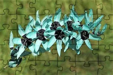 flores