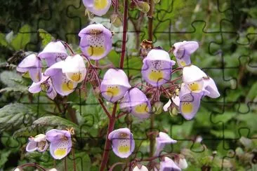 flores jigsaw puzzle