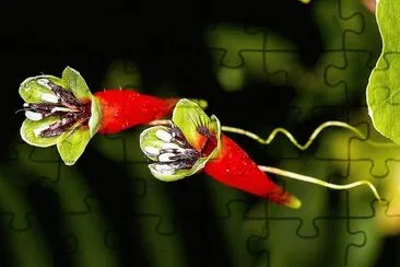 flores jigsaw puzzle