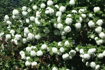 boule de neige jigsaw puzzle