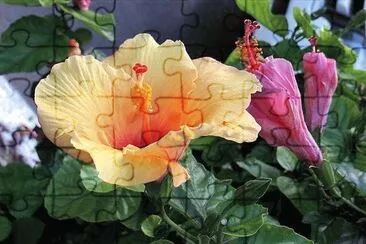 flores jigsaw puzzle