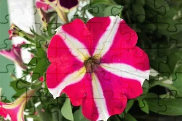 flores jigsaw puzzle