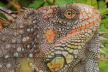 natural jigsaw puzzle