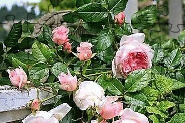 flores jigsaw puzzle
