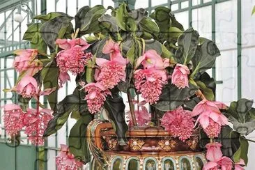 flores jigsaw puzzle
