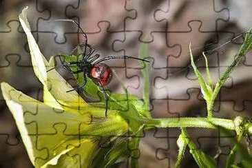 natural jigsaw puzzle