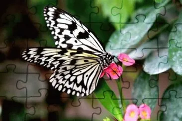 papillon