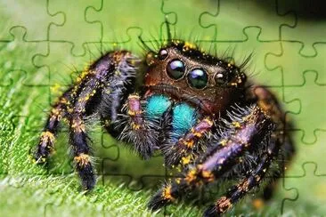 natural jigsaw puzzle