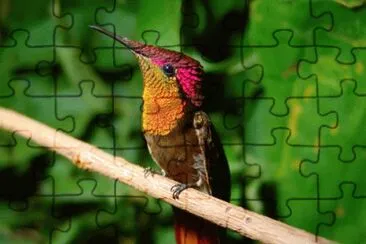 Colibri rubino-topazio jigsaw puzzle