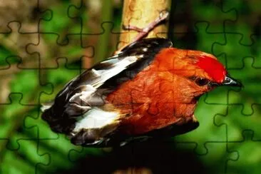 Manachino delizioso jigsaw puzzle