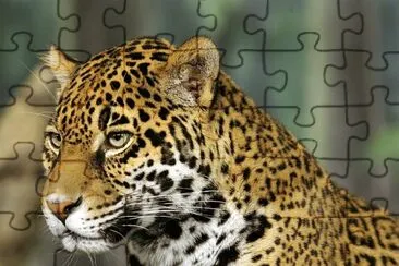 natural jigsaw puzzle