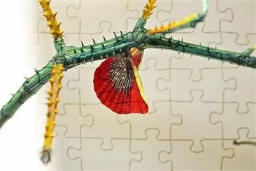 natural jigsaw puzzle