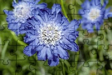 flores jigsaw puzzle