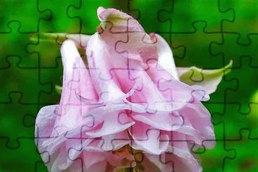 flores jigsaw puzzle