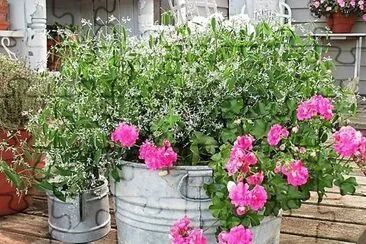 flores
