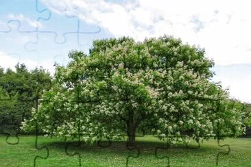 beautiful tree