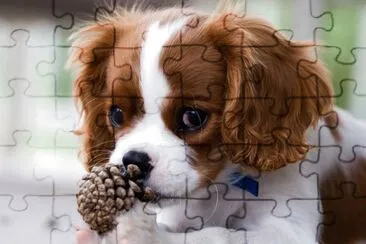Hund 1