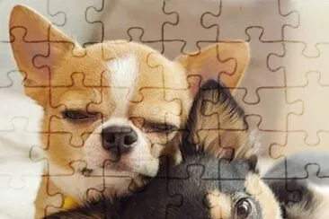 Hund 4