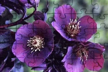 flores jigsaw puzzle