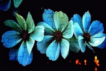 flores jigsaw puzzle