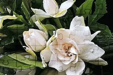 flores