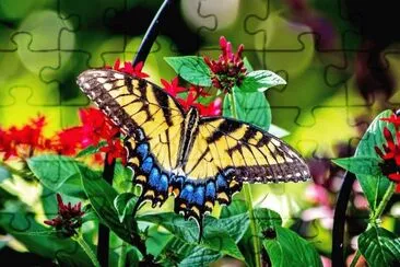 Mariposa