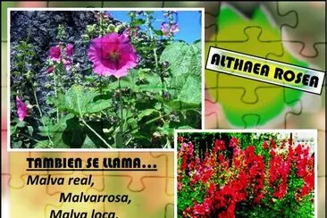 ALTHAEA ROSEA jigsaw puzzle