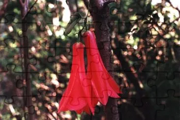 copihue