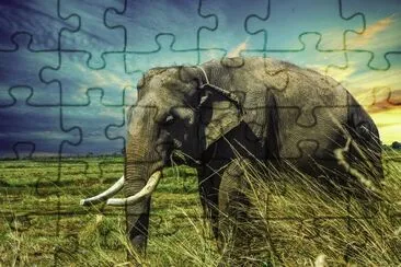 elefante