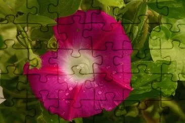 morning glory jigsaw puzzle