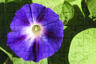 morning glory jigsaw puzzle