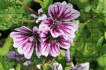 flores jigsaw puzzle