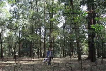 bosque jigsaw puzzle