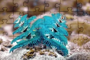 natural jigsaw puzzle