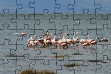 aves aquÃ¡ticas jigsaw puzzle
